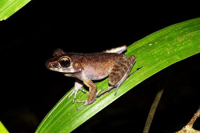 Night Frogs Tour at Kubah National Park - Why This Tour Is a Must-Do for Nature Enthusiasts