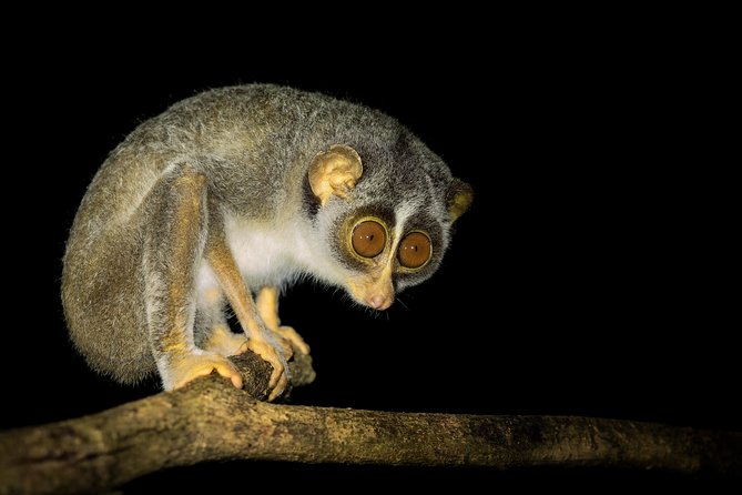 Night Hike to see Elusive & Rare Loris in Sigiriya - Deep Dive into the Itinerary