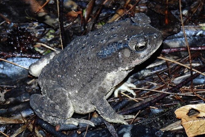 Nocturnal Secrets: A Mangrove Adventure - Who Will Enjoy This Experience?