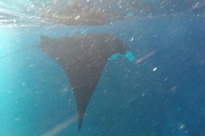 Nusa Penida Snorkeling in Manta Point Gamat Bay and Wall - The Experience and Guides