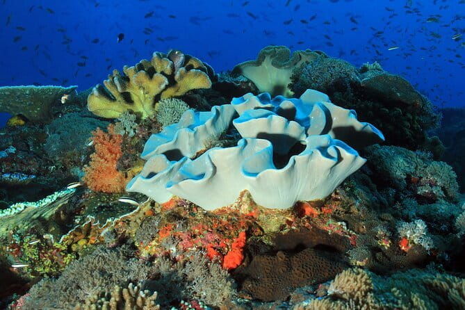 Nusa Penida Snorkeling Trip Manta Point Gamat Bay and Wall Bay - The Value of the Tour: More Than Just Snorkeling