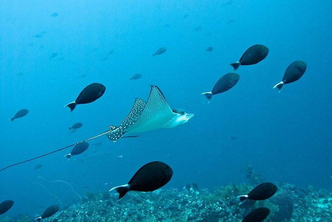 Nusa Penida Try Scuba Diving Program - for Non-Certified Divers - Whats Included and Whats Not