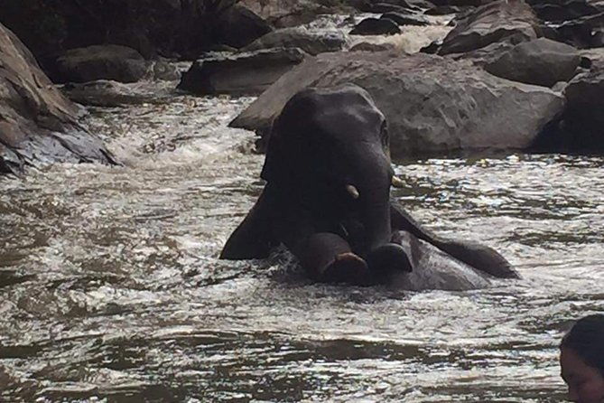One day Elephants in Nature Experience & Grand Canyon Jumping - Practical Details You Need to Know