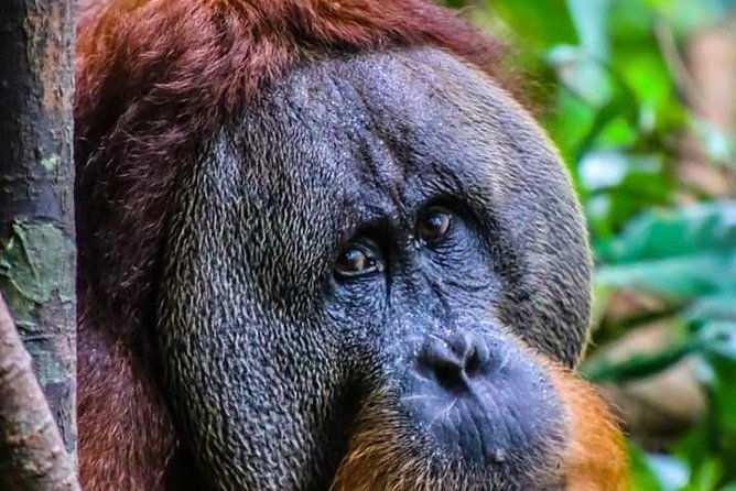 ONE DAY JUNGLE TREKKING 6-7 hours (see orang utan) + RAFTING in BUKIT LAWANG - Exploring Bukit Lawang’s Jungle and Wildlife
