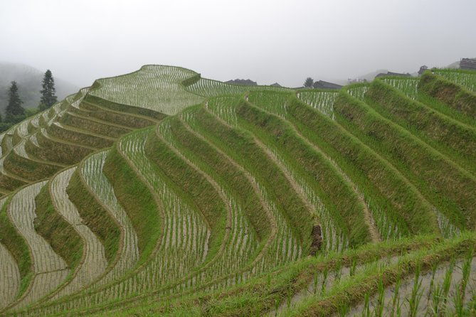 One Day Private Longji Rice Terraces with Minority village tour - Why Travelers Love This Tour