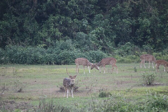 One Day Tour inside Chitwan National Park - Experience Quality and Logistics