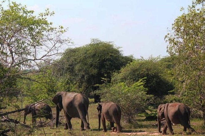 One Day Udawalawe Safari from Galle/Mirissa/Unawatuna/Hikkaduwa - Practical Details & What to Expect