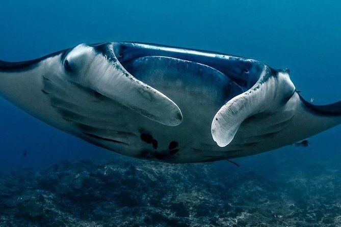 Open Water + Advanced Course - Premium Certifications Package in Nusa Lembongan - FAQ