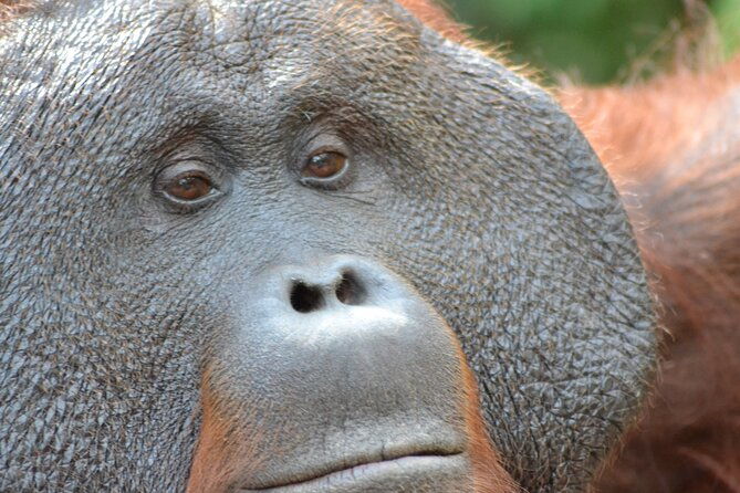 Orangutan Houseboat Kelotok Tanjung Puting 3 Days Share Cost - Day Two: Deeper Into the Rainforest