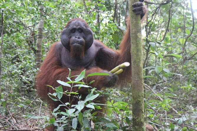 Orangutan Safari Kelotok Houseboat 3 Days 2 Nights Private - What Makes This Tour Stand Out?