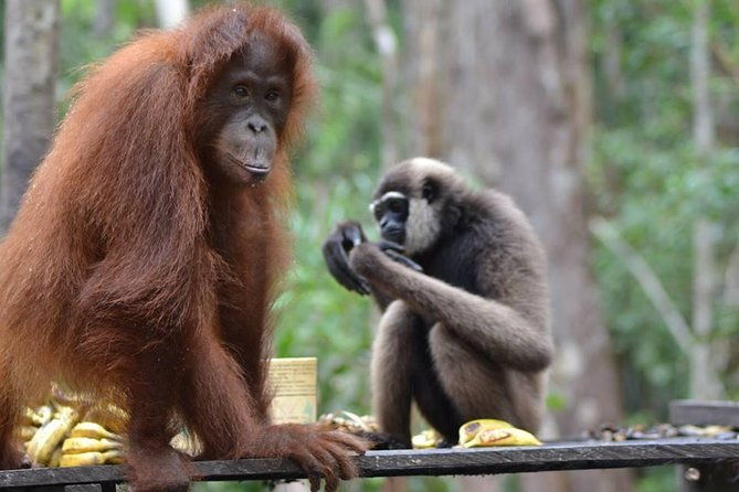 Orangutan Tanjung Puting Honeymoon CoupleTour - FAQ