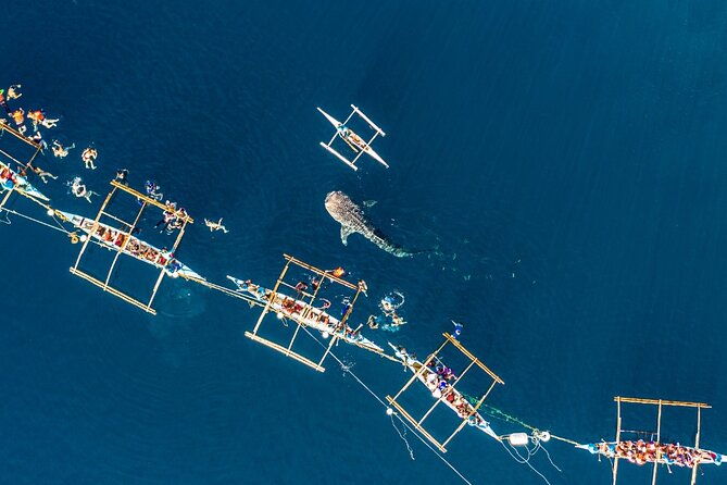 Oslob Whale Shark Group Tour with Sumilon Island & Tumalog Falls - Authentic Insights from Past Travelers