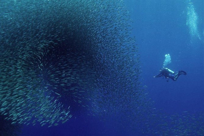 Oslob Whale Shark Snorkeling & Pescador & Sardine Run & Turtle - Final Reflections: Is It Worth It?