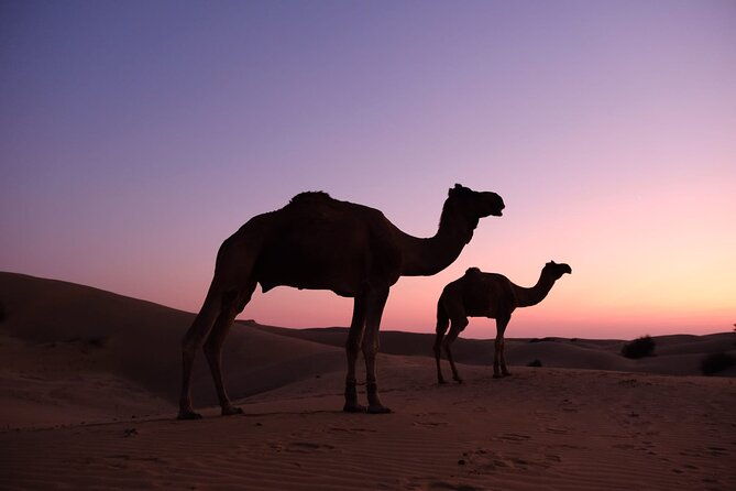 Overnight camel safari (non_touristic) - Who Should Consider This Tour?