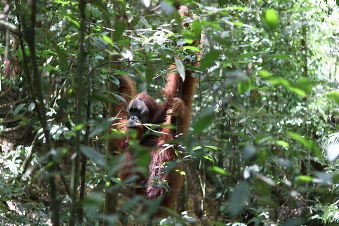 Overnight Trekking Adventure in Ketambe - Deep Dive into the Highlights  
