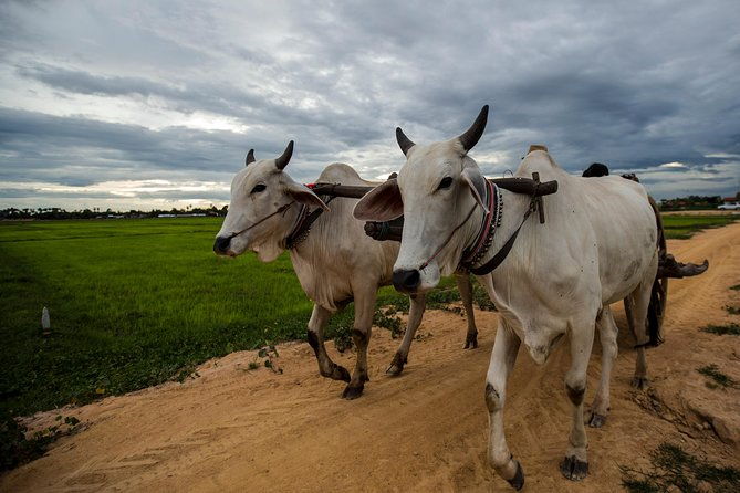 Ox Cart Ride of Rural Cambodia - Who Would Love This Tour?