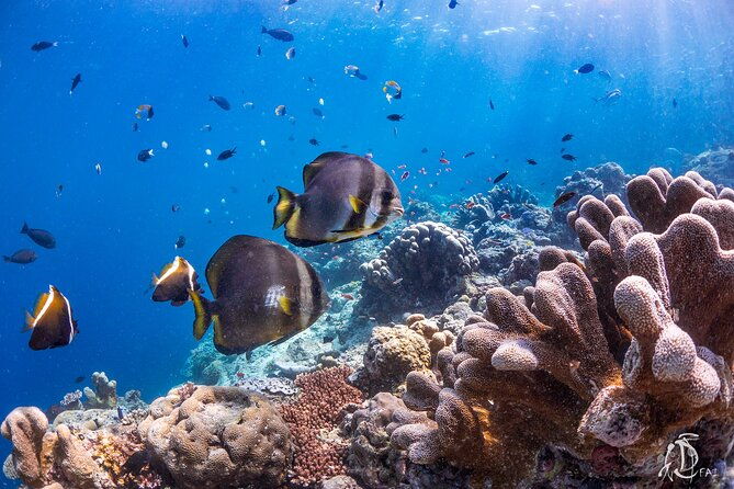 PADI Advanced Open Water Course Kota Kinabalu - The Location and Logistics