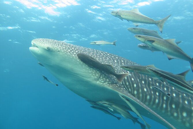 PADI Advanced Open Water Diver course Two days one night included accommodation - Diving Experience and Practical Details
