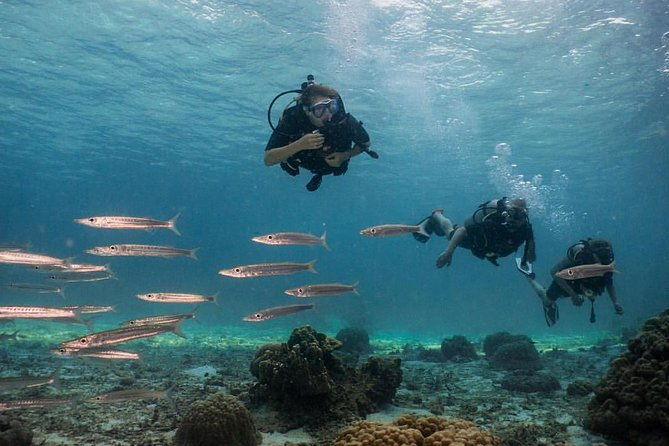 PADI Discover Scuba Diving Experience Full Day Trip - The Complete Picture of the Full Day Trip