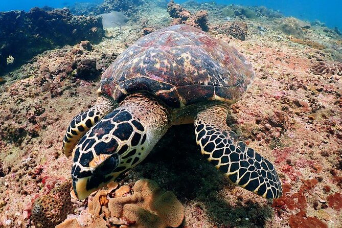 PADI Discover Scuba Diving for Beginners (Non Certified Divers) - Why This Tour Offers Great Value
