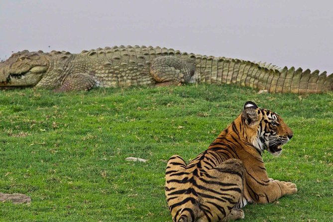 Panna Tiger Reserve Tour from Khajuraho - Practical Details and Tips