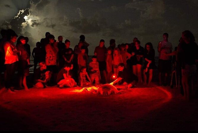 Paradise Turtle Watching Tours - Practical Tips for Booking and Enjoying the Tour  