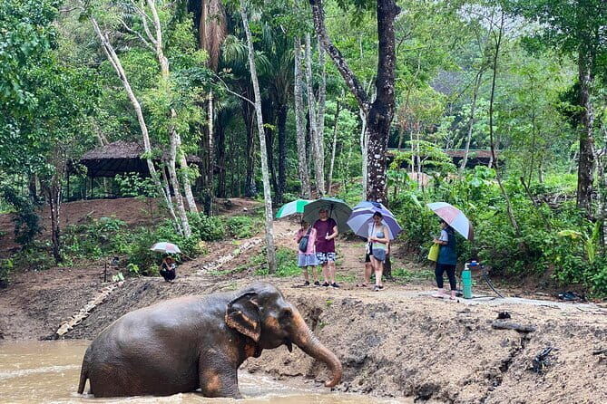Phuket Elephant Nature Reserve Ethical Sanctuary - Who Will Love This Experience?