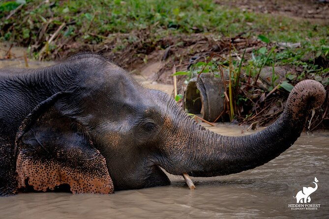 Phuket: Hidden Forest Elephant Reserve Guided Tour with Lunch - Detailed Breakdown of the Itinerary