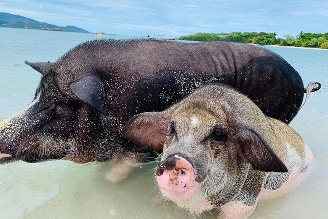 Pig Island Snorkeling & Sightseeing Tour By Speedboat From Koh Samui - Koh Madsum (Pig Island): The Quirky Highlight
