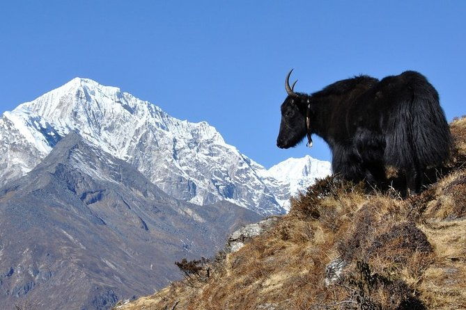 Pikey Peak Trek Everest View - Rest and Exploration: A Day at Goyam