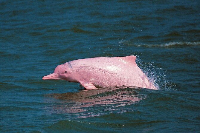 Pink Dolphin Spotting & Snorkelling Day Tour At Pigs Island - The pros and cons in detail
