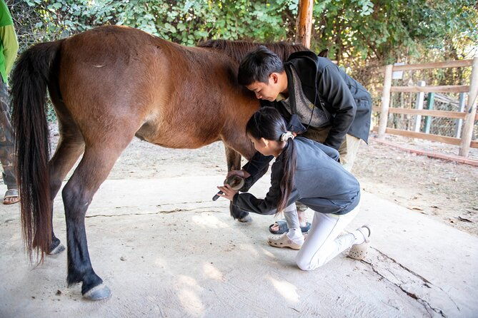 Pony Riding in Luang Prabang - Authenticity and Reviews: What Others Are Saying