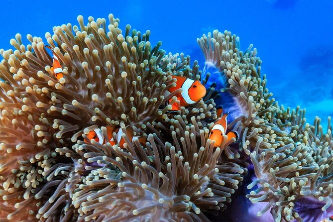 "Premium" Non Certified Beginner Scuba Diving in Racha Yai/Noi - The Reality of the Experience