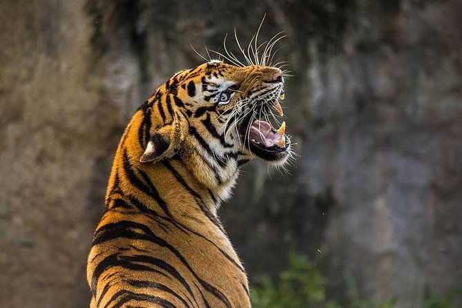 Private 2-Day Tour to Ranthambhore Tiger Safari from Jaipur - Who Would Love This Tour?