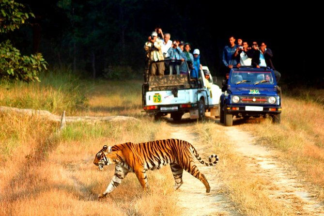 Private 2 Nights Short Escape To Jim Corbett - What We Love About This Tour