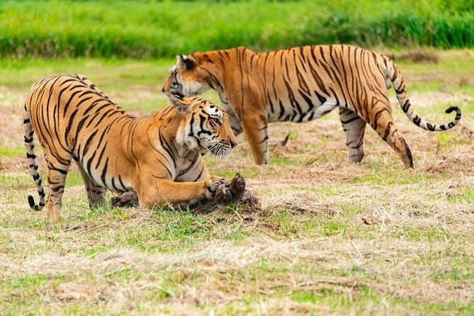 Private 4-Day Tiger Safari and Golden Triangle Tour from Delhi - Why This Tour Offers Great Value