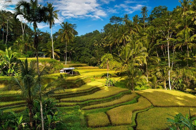 Private 4-Day Tours - Best Bali Tours Package - Best of Bali Highlights - Transportation and Guides: Why They Matter