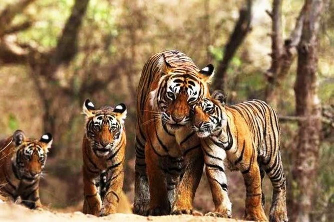 Private 6-Day Ranthambhore Tiger Tour including Delhi, Agra and Jaipur - Who Is This Tour Best For?
