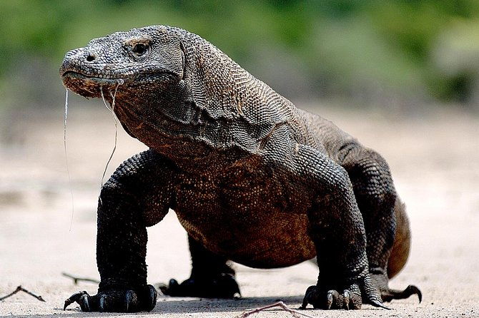 Private boat trip Komodo 2 or more person for 3 days 2 nights, Kelor, Rinca... - What Makes This Tour Stand Out?