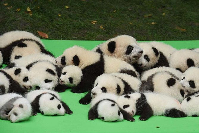 Private Chengdu Highlights Day Trip: Panda Base and City from Xi'an by Train - Practical Details and What They Mean for You