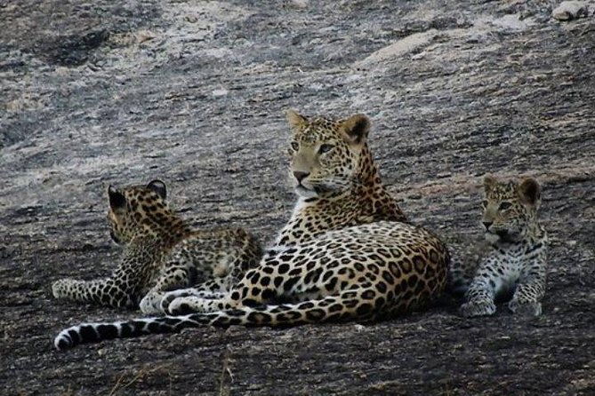 Private Day Tour Of Kumbhalgarh Fort & Wildlife Sanctuary From Udaipur - Practical Aspects and Why They Matter