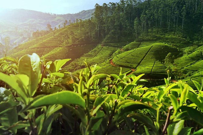 Private Day Trip: Horton Plains and Pedro Tea Factory from Nuwara Eliya - Who Is This Tour Best For?