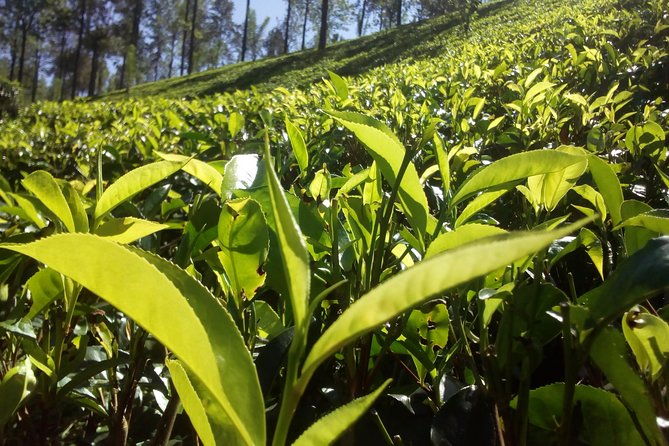 Private Day trip Kandy & pinnawala with your selected attractions - Who Will Love This Tour?  