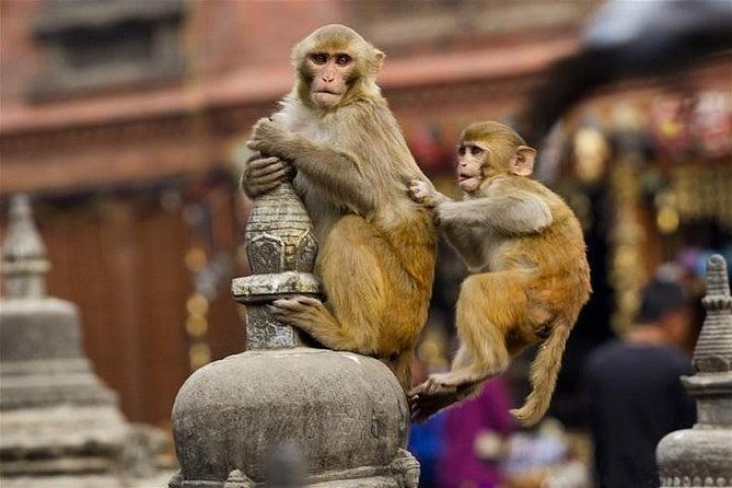 Private Day Trip to Abhaneri Stepwell & Monkey Temple from Jaipur - Final Thoughts