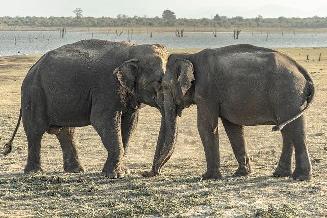 Private Day Trip to Pidurangala Rock & Jeep Safari From Colombo - Detailed Breakdown of the Tour