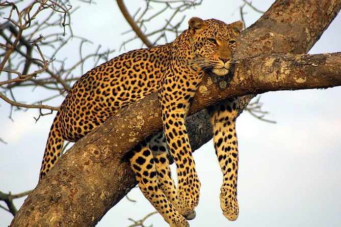 Private Day Trip to Yala National Park from Colombo - What’s Included & What’s Not