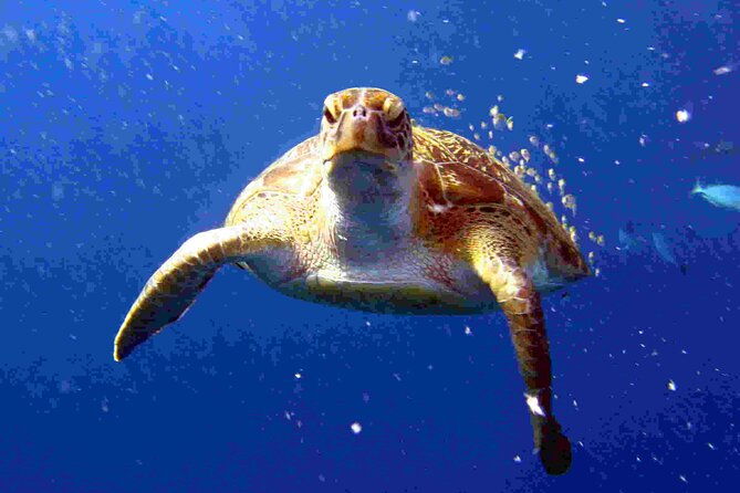 Private diving on shared trip at Racha Noi and Racha Yai from Phuket incl. lunch - Why This Tour Works Well