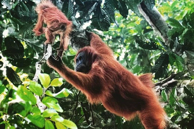 Private Full-Day Bukit Lawang Trekking Tour From Medan - Entering the Bukit Lawang Jungle