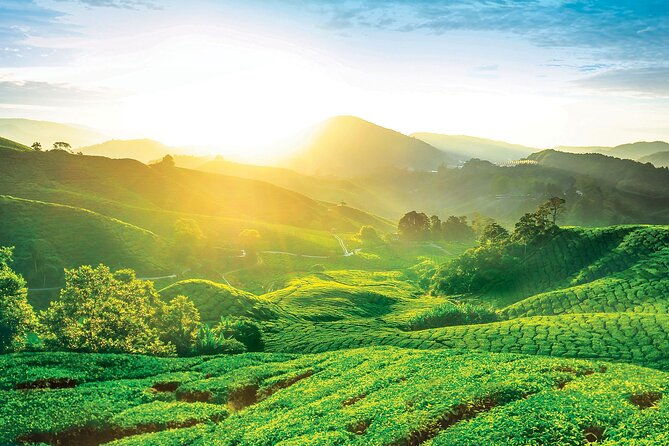 Private Full-Day Cameron Highlands Nature Tour from Kuala Lumpur - Value and Practicality