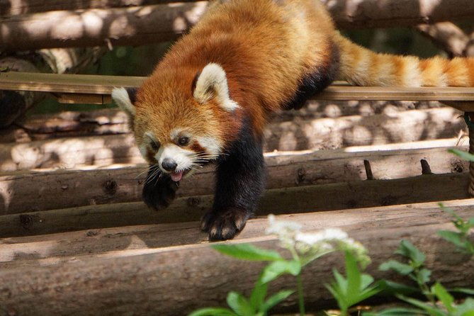 Private Full-Day Tour: Chengdu City Highlights - What’s Included and What to Expect